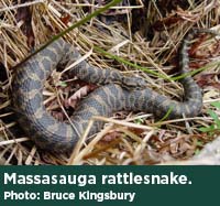 Massasauga rattlesnake. Photo by Bruce Kingsbury.